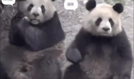 熊猫奥莉奥爆料了吗视频,幕后故事大公开